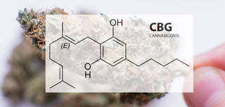 CBG Cannabinoid: Unveiling the Potential of the "Mother of All Cannabinoids"