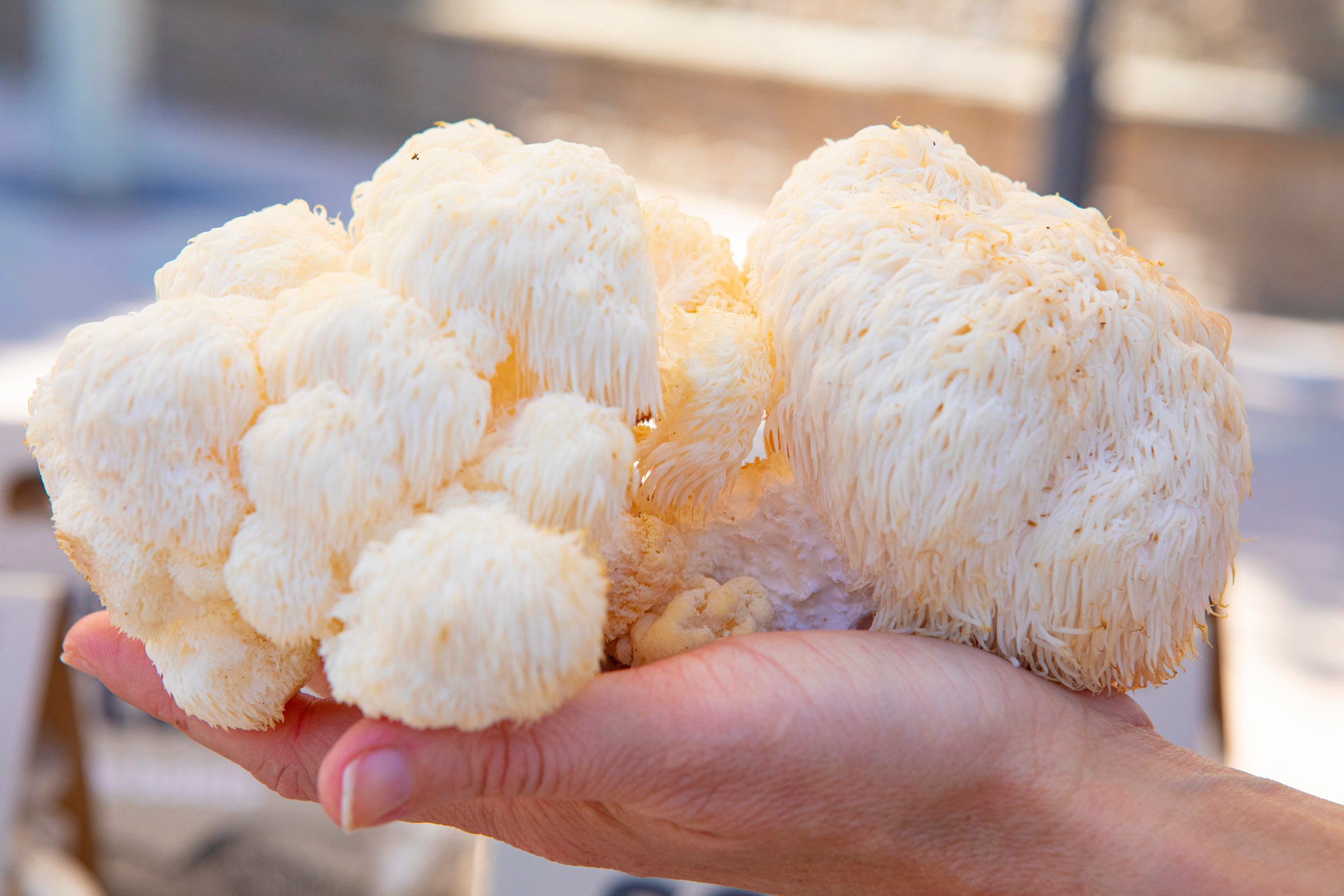 Discovering the Wonders of Lion's Mane Mushroom