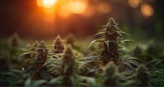 How can I use THC products safely and responsibly?